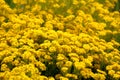 Field full of densely planted Basket of gold or Aurinia saxatilis flowering plants with bright blooming yellow flowers