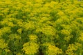 Field full of fennel