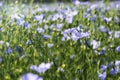 Field of flowering blue flax flowers, nature background