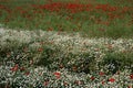 Field full of flowers and wheat in early summer 2