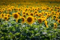 Field full of fully bloomed yellow sunflowers Royalty Free Stock Photo