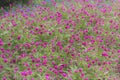 Field full of globe amaranths (Gomphrena) for scenic background Royalty Free Stock Photo