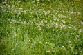 Field full of green grass with lots of small white flowers