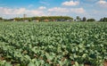 A field full of growing green cabbages Royalty Free Stock Photo