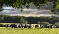 Field full of horses and ponys at Lydiard Park Swindon Royalty Free Stock Photo