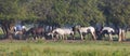 Field full of horses and ponys at Lydiard Park Swindon Royalty Free Stock Photo