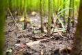 The field is full of jute. Jute arranged in rows. Images are in high-resolution backgrounds. This is a close-up image of jute