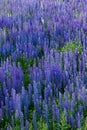 Field full of lupine flowers Royalty Free Stock Photo