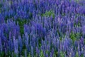 Field full of lupine flowers Royalty Free Stock Photo