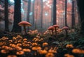 a field full of mushrooms surrounded by moss and trees at sunset Royalty Free Stock Photo