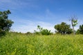 Field full of pines and flowers in a park in Madrid on a sunny day, in Spain.