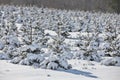 A field full of planted baby evergreen trees covered in snow Royalty Free Stock Photo