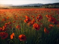 A field full of poppies in the morning of a sunny day