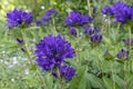 A field full of purple blooming clustered bellflower or Campanula glomerata in a beautiful garden near the village of Harkstede in