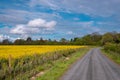A field full of rapeseed flowers. Beautiful landscape with clouds and yellow flowers during spring season Royalty Free Stock Photo