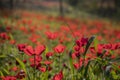 A Field of Red Anemones