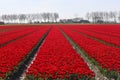 field full of red tulips on the flower bulb field on Island Goeree-Overflakkee Royalty Free Stock Photo