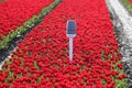 field full of red tulips on the flower bulb field on Island Goeree-Overflakkee Royalty Free Stock Photo