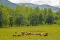 A field full of riding horses graze on green grass in Cades Cove. Royalty Free Stock Photo