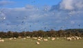 Field full of sheep and birds