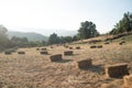 Field full of straw bales. Collection time