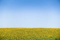 Infinite field of sunflower with blue sky above