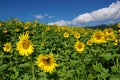 Field full of sunflowers