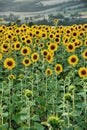 Field full of sunflowers Royalty Free Stock Photo