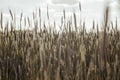 a field full of tall grass under a blue sky with white clouds Royalty Free Stock Photo