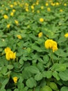 Field full of tiny Arachis pintoi flower. Royalty Free Stock Photo