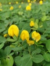 Field full of tiny Arachis pintoi flower. Royalty Free Stock Photo
