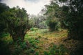 Field full of vegetation in the fores