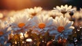 Field full of white daisies with the sun shini. Generative AI. Royalty Free Stock Photo