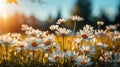 Field full of white daisies with the sun shini. Generative AI. Royalty Free Stock Photo