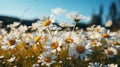 Field full of white daisies with the sun shini. Generative AI. Royalty Free Stock Photo