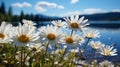 Field full of white daisies with the sun shini. Generative AI. Royalty Free Stock Photo