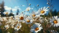 Field full of white daisies with the sun shini. Generative AI.