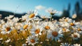 Field full of white daisies with the sun shini. Generative AI.