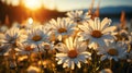 Field full of white daisies with the sun shini. Generative AI. Royalty Free Stock Photo