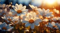 Field full of white daisies with the sun shini. Generative AI. Royalty Free Stock Photo