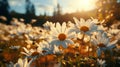 Field full of white daisies with the sun shini. Generative AI. Royalty Free Stock Photo