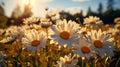 Field full of white daisies with the sun shini. Generative AI.