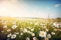 a field full of white daisies under a blue sky with the sun shining through the clouds in the distance, with a field of tall Royalty Free Stock Photo