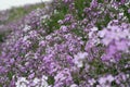Field full of white and purple Hesperis flowers