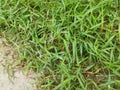 Field full of wild dynodon dactylon grass