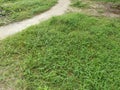 Field full of wild dynodon dactylon grass