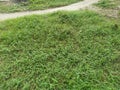 Field full of wild dynodon dactylon grass