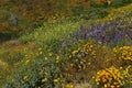 Field Full of Wildflowers Near Hemet