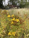 a field full of yellow and brown wild flowers