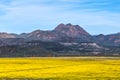 Field full of yellow wildflowers in the Arizona desert.